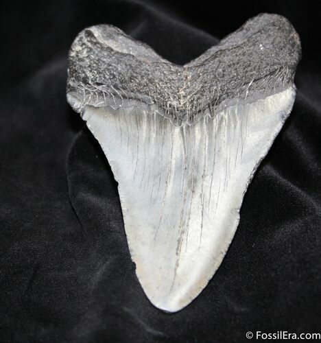 / Inch Georgia Megalodon Tooth #1034
